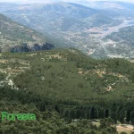 Global Forests V2 pro X-Plane 12 je nyní dostupný 10 19f241 6a1a84e666c042548d6ecd403747efa5 mv2